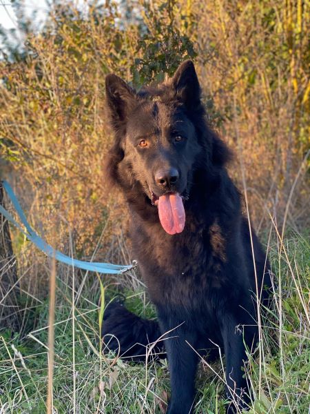 Hilfe für Tiere in Not Eine toller Hünd zum lieb haben