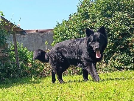Hilfe für Tiere in Not Lass uns Freunde werden