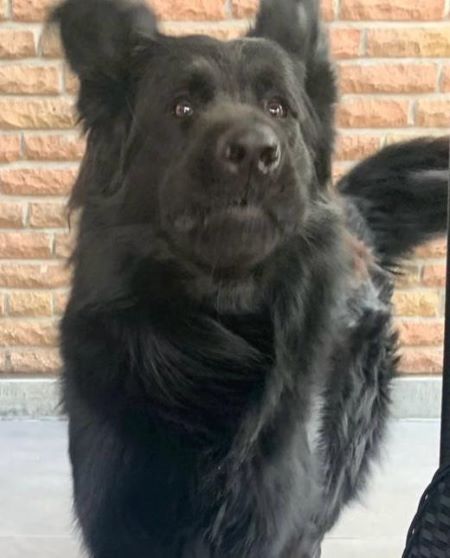 Hilfe für Tiere in Not Eine toller Hünd zum lieb haben