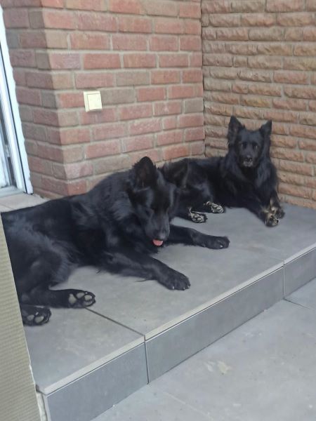 Hilfe für Tiere in Not Lass uns Freunde werden