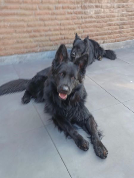 Hilfe für Tiere in Not Lass uns Freunde werden